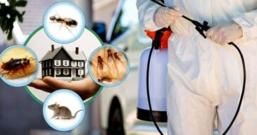 Is-monthly-pest-control-necessary-1